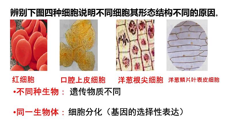 1.2 细胞的多样性和统一性 课件-【新教材】高一上学期生物人教版（2019）必修一第2页