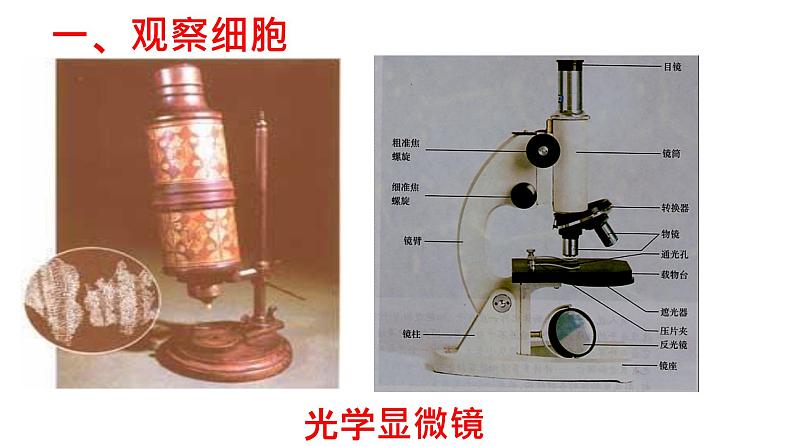 1.2 细胞的多样性和统一性 课件-【新教材】高一上学期生物人教版（2019）必修一第3页