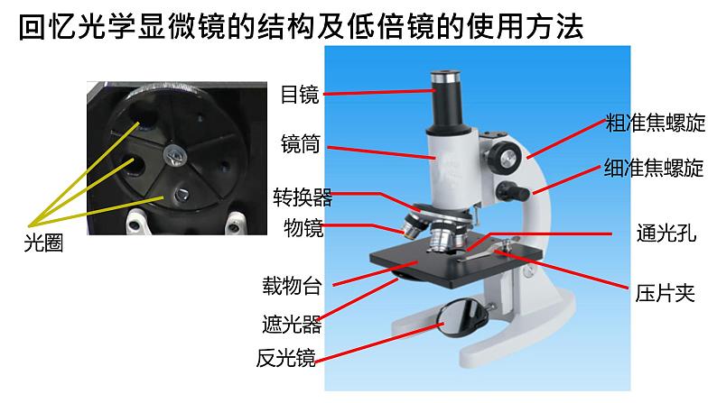 1.2 细胞的多样性和统一性 课件-【新教材】高一上学期生物人教版（2019）必修一第5页