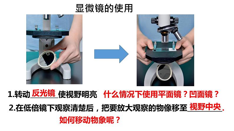 1.2 细胞的多样性和统一性 课件-【新教材】高一上学期生物人教版（2019）必修一第7页