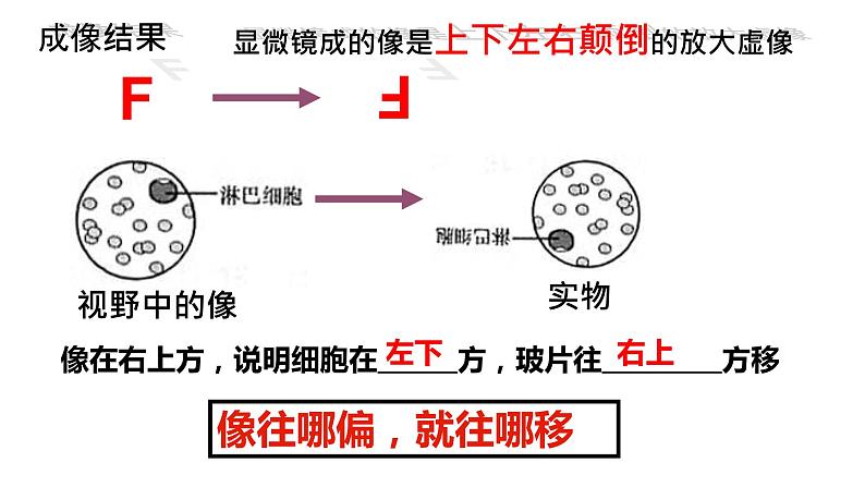 1.2 细胞的多样性和统一性 课件-【新教材】高一上学期生物人教版（2019）必修一第8页