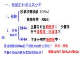 2.5 核酸是遗传信息的携带者 课件-【新教材】高一上学期生物人教版（2019）必修一