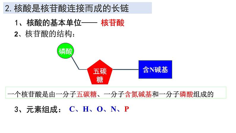 2.5 核酸是遗传信息的携带者 课件-【新教材】高一上学期生物人教版（2019）必修一04