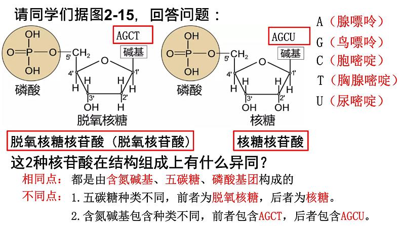 2.5 核酸是遗传信息的携带者 课件-【新教材】高一上学期生物人教版（2019）必修一05