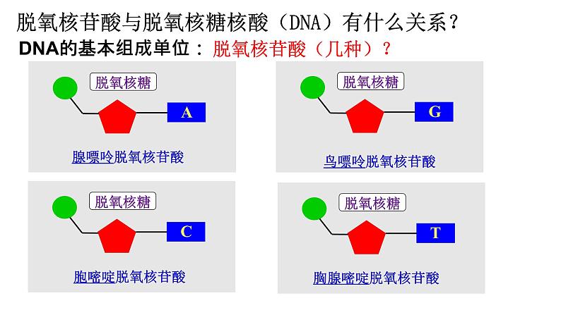 2.5 核酸是遗传信息的携带者 课件-【新教材】高一上学期生物人教版（2019）必修一06