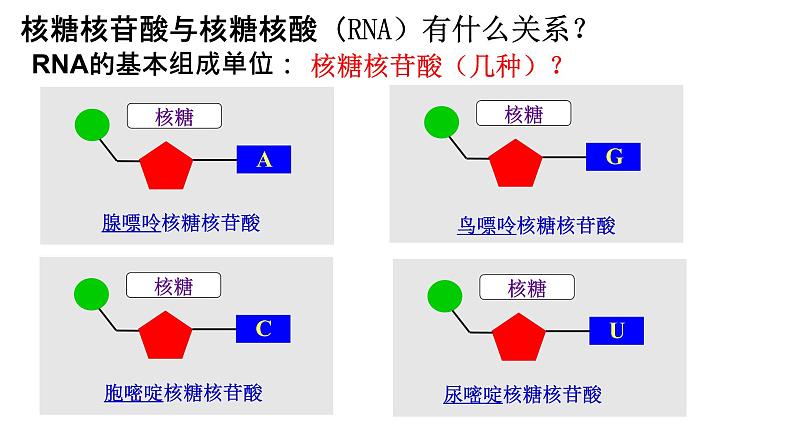 2.5 核酸是遗传信息的携带者 课件-【新教材】高一上学期生物人教版（2019）必修一07