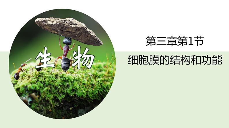 3.1 细胞膜的结构和功能 课件-【新教材】高一上学期生物人教版（2019）必修一第1页