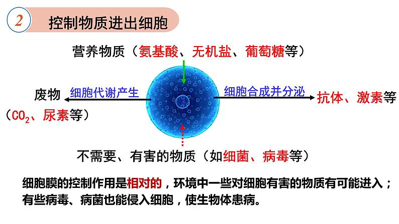 3.1 细胞膜的结构和功能 课件-【新教材】高一上学期生物人教版（2019）必修一第5页