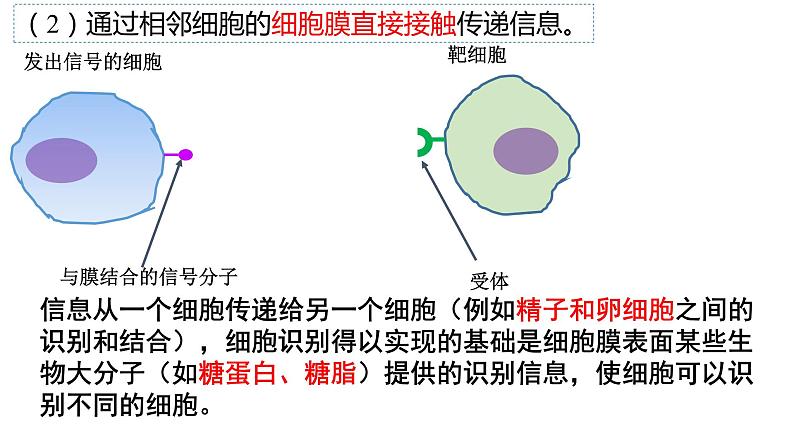 3.1 细胞膜的结构和功能 课件-【新教材】高一上学期生物人教版（2019）必修一第7页