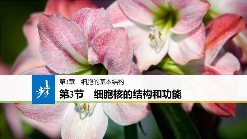 3.3 细胞核的结构和功能 课件-【新教材】高一上学期生物人教版（2019）必修一01