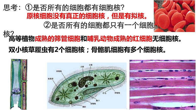 3.3 细胞核的结构和功能 课件-【新教材】高一上学期生物人教版（2019）必修一03