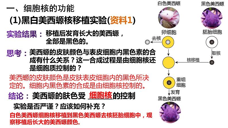 3.3 细胞核的结构和功能 课件-【新教材】高一上学期生物人教版（2019）必修一04