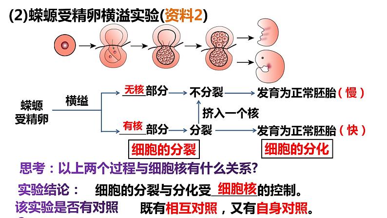 3.3 细胞核的结构和功能 课件-【新教材】高一上学期生物人教版（2019）必修一05