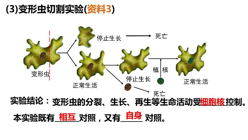 3.3 细胞核的结构和功能 课件-【新教材】高一上学期生物人教版（2019）必修一06