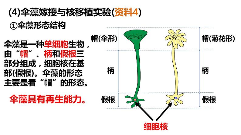 3.3 细胞核的结构和功能 课件-【新教材】高一上学期生物人教版（2019）必修一07