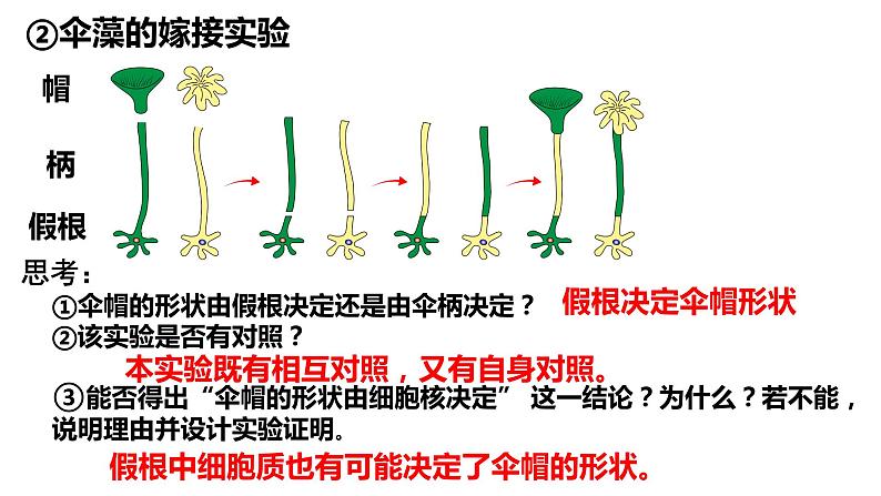 3.3 细胞核的结构和功能 课件-【新教材】高一上学期生物人教版（2019）必修一08