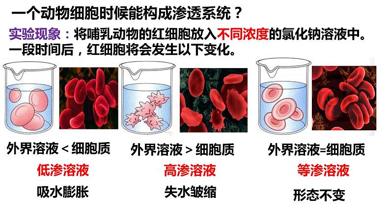 4.1 被动运输 课件-【新教材】高一上学期生物人教版（2019）必修一第8页