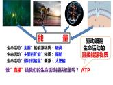 5.2 细胞的能量货币ATP 课件-【新教材】高一上学期生物人教版（2019）必修一