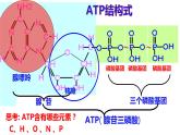 5.2 细胞的能量货币ATP 课件-【新教材】高一上学期生物人教版（2019）必修一