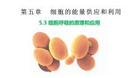 生物必修1《分子与细胞》第3节 细胞呼吸的原理和应用教课课件ppt