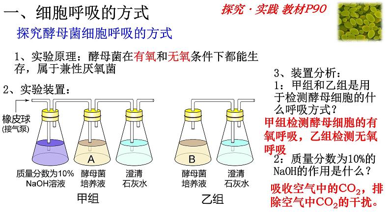 5.3 细胞呼吸的原理和利用 课件-【新教材】高一上学期生物人教版（2019）必修一第4页