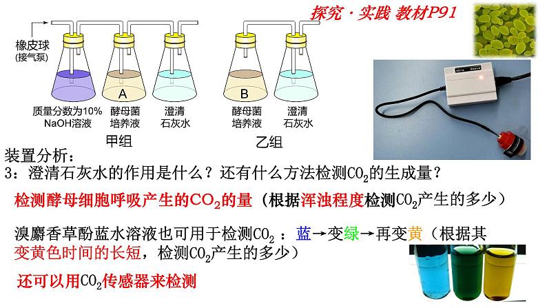 5.3 细胞呼吸的原理和利用 课件-【新教材】高一上学期生物人教版（2019）必修一第5页