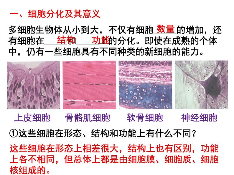 6.2 细胞的分化 课件-【新教材】高一上学期生物人教版（2019）必修一03