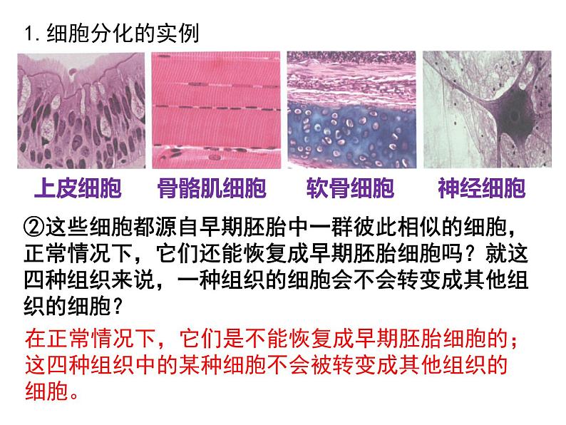 6.2 细胞的分化 课件-【新教材】高一上学期生物人教版（2019）必修一04