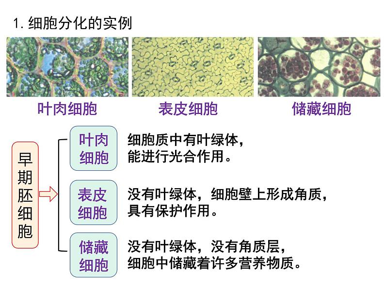 6.2 细胞的分化 课件-【新教材】高一上学期生物人教版（2019）必修一05