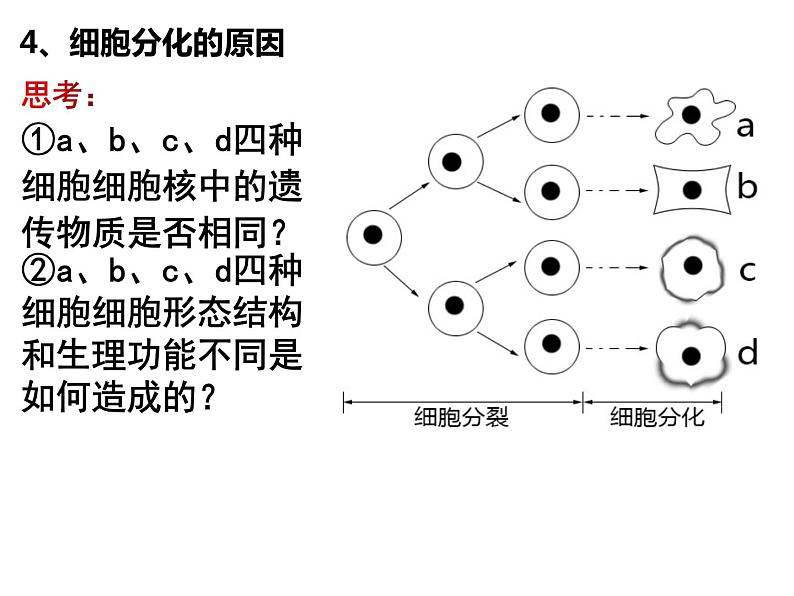 6.2 细胞的分化 课件-【新教材】高一上学期生物人教版（2019）必修一08