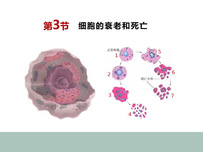 6.3 细胞的衰老和死亡 课件-【新教材】高一上学期生物人教版（2019）必修一01