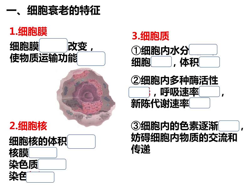 6.3 细胞的衰老和死亡 课件-【新教材】高一上学期生物人教版（2019）必修一02