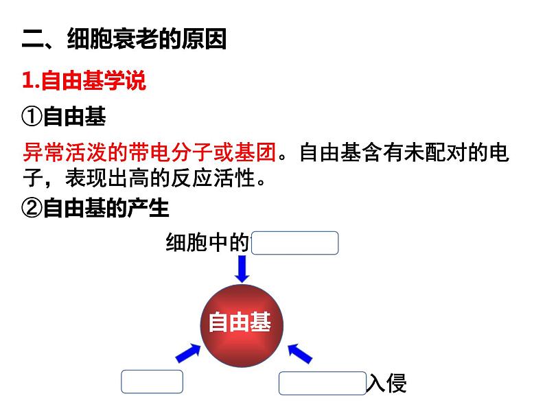 6.3 细胞的衰老和死亡 课件-【新教材】高一上学期生物人教版（2019）必修一05