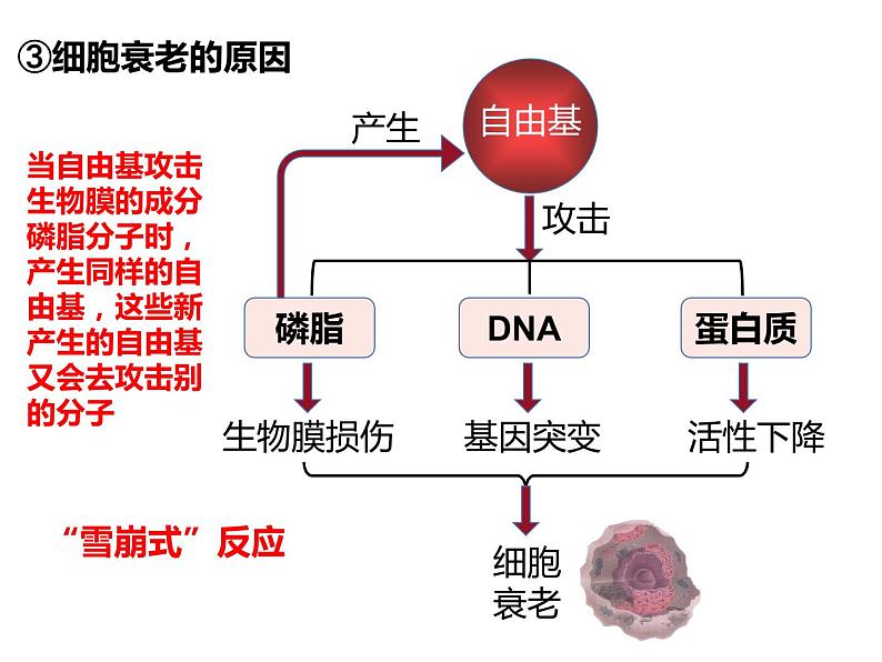 6.3 细胞的衰老和死亡 课件-【新教材】高一上学期生物人教版（2019）必修一06