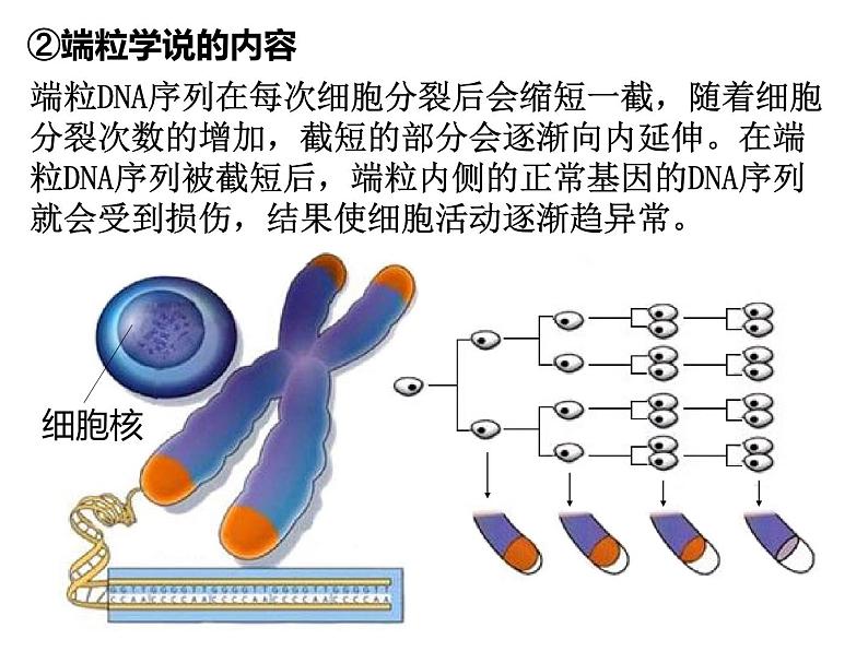 6.3 细胞的衰老和死亡 课件-【新教材】高一上学期生物人教版（2019）必修一08