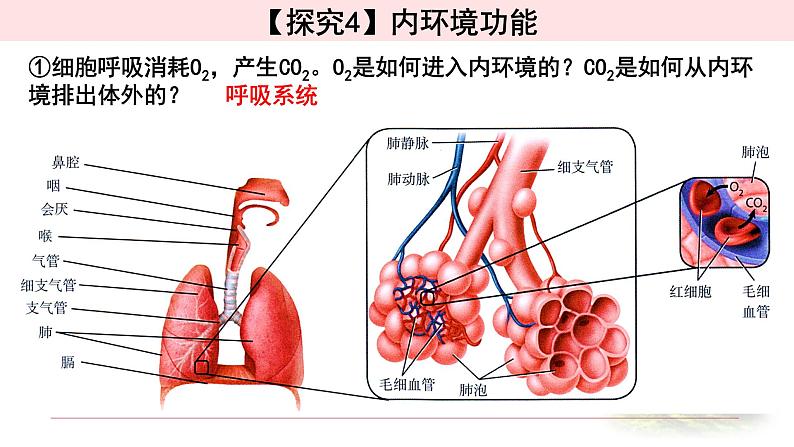 1.1.2细胞生活的环境 课件 【新教材】人教版（2019）高中生物选择性必修一06