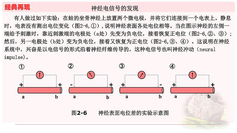 2.3.1神经冲动的产生和传导 课件 【新教材】人教版（2019）高中生物选择性必修一03