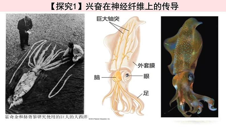 2.3.1神经冲动的产生和传导 课件 【新教材】人教版（2019）高中生物选择性必修一04