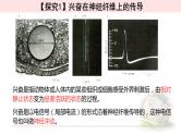 2.3.1神经冲动的产生和传导 课件 【新教材】人教版（2019）高中生物选择性必修一