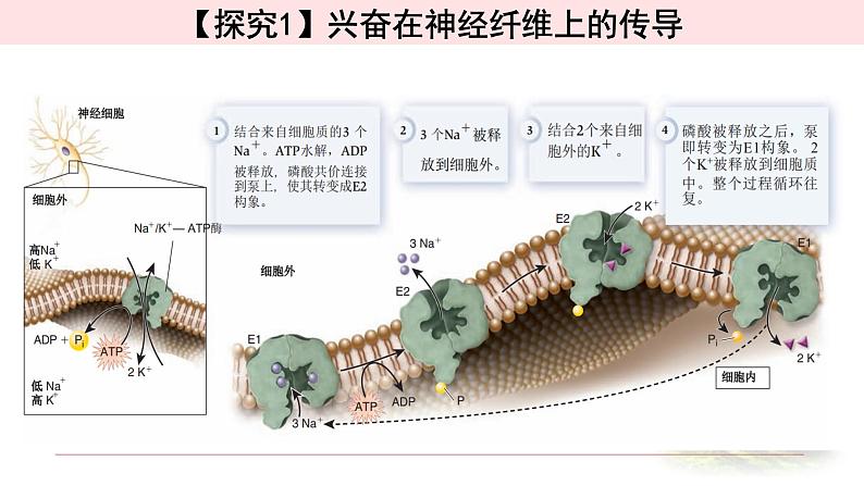 2.3.1神经冲动的产生和传导 课件 【新教材】人教版（2019）高中生物选择性必修一06