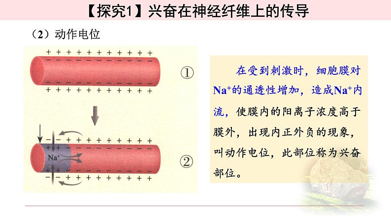 2.3.1神经冲动的产生和传导 课件 【新教材】人教版（2019）高中生物选择性必修一08