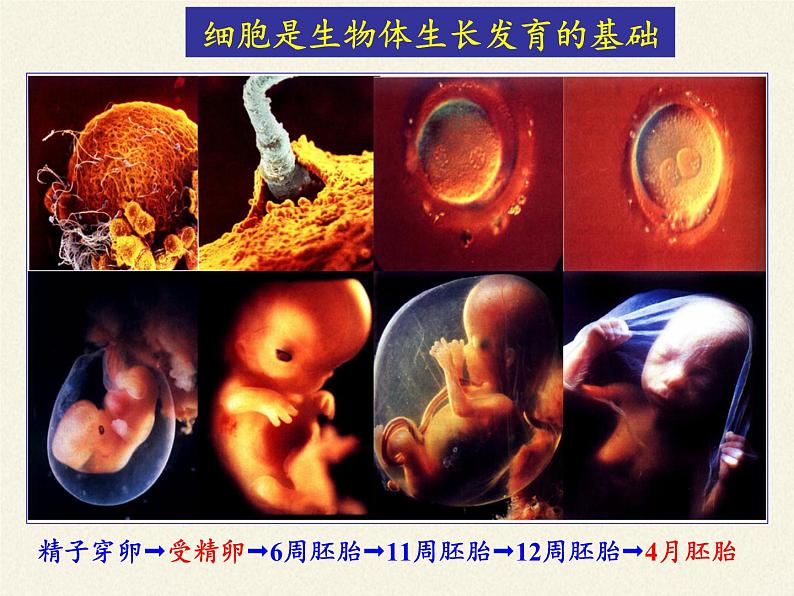 细胞通过分化产生不同类型的细胞PPT课件免费下载03