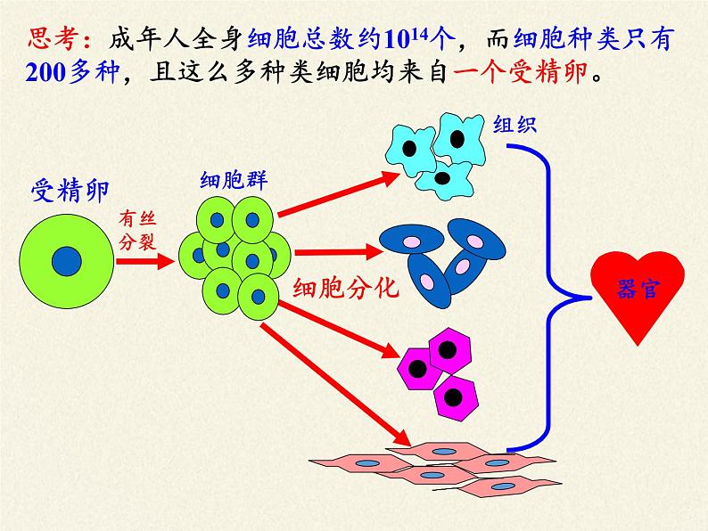 细胞通过分化产生不同类型的细胞PPT课件免费下载04