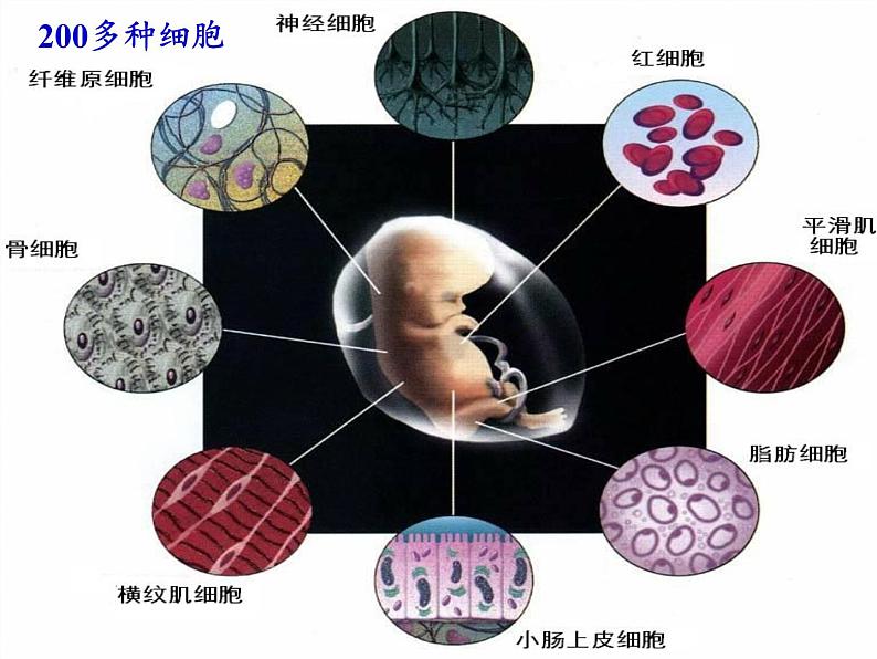 细胞通过分化产生不同类型的细胞PPT课件免费下载05