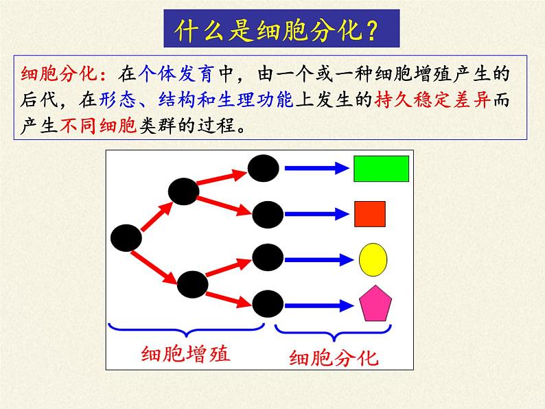 细胞通过分化产生不同类型的细胞PPT课件免费下载06