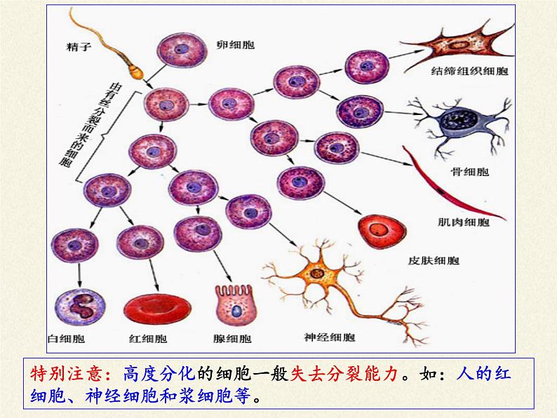 细胞通过分化产生不同类型的细胞PPT课件免费下载07