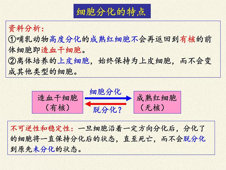 细胞通过分化产生不同类型的细胞PPT课件免费下载08