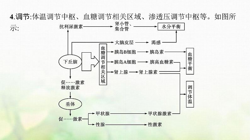 高中生物第3章体液调节课件+测评打包8套新人教版选择性必修第一册07