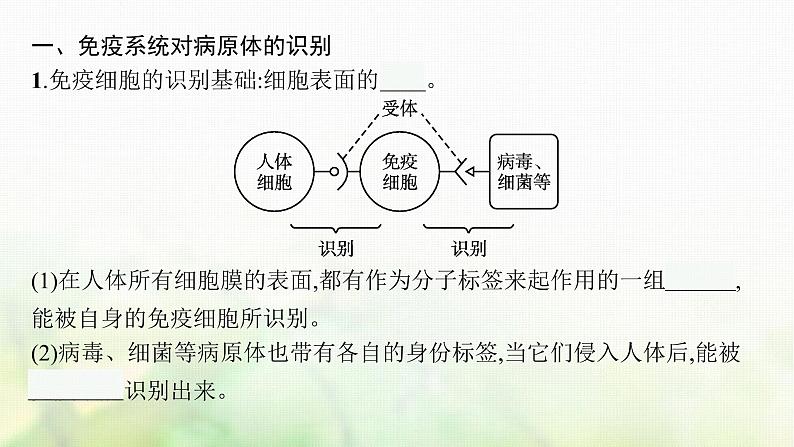 2021_2022学年新教材高中生物第4章免疫调节第2节特异性免疫课件新人教版选择性必修第一册第5页