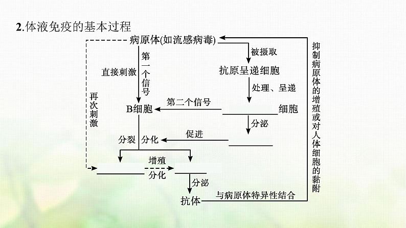 2021_2022学年新教材高中生物第4章免疫调节第2节特异性免疫课件新人教版选择性必修第一册第7页